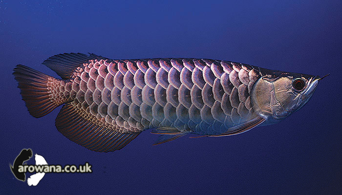 Blue Base Golden Crossback
